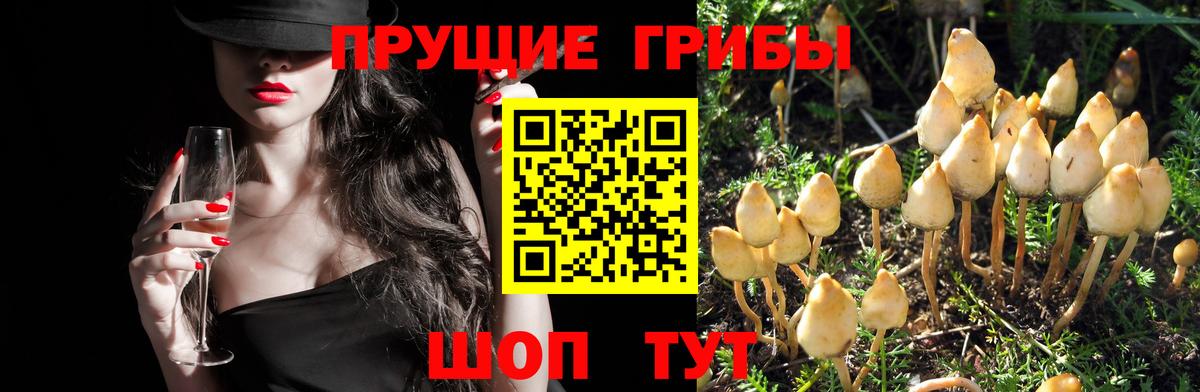 Галлюциногенные грибы Cubensis  Вход с VPN  Псилоцибиновые грибы мицелий  Россия 